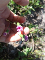 Emilia sonchifolia image