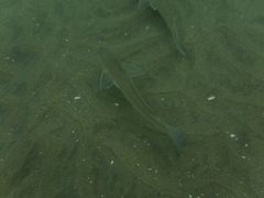 Menticirrhus undulatus