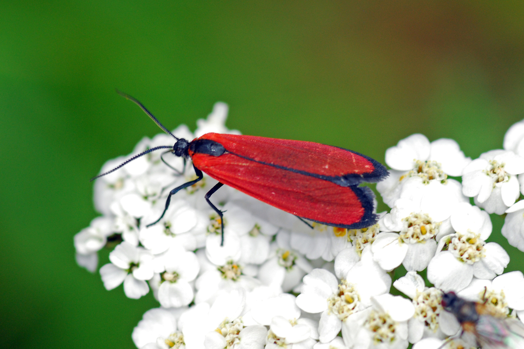 Lycomorpha fulgens