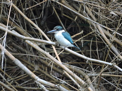 Todiramphus chloris collaris