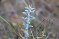 Daviesia pachyphylla