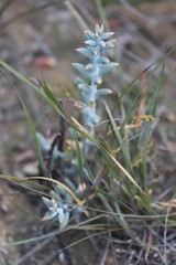 Daviesia pachyphylla