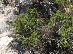 Castela tortuosa