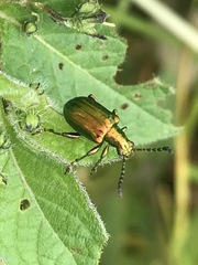 Metopoceris alternans