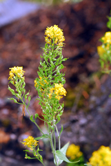Draba helleriana