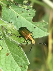 Metopoceris alternans