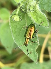 Metopoceris alternans