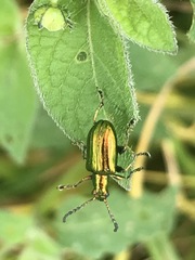 Metopoceris alternans