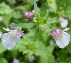 Nemesia macrocarpa