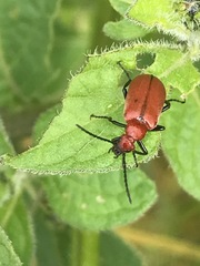 Rhyphonemognatha rufa