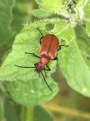 Rhyphonemognatha rufa