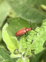 Rhyphonemognatha rufa