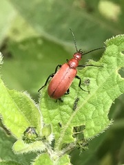 Rhyphonemognatha rufa
