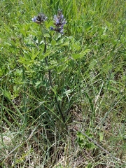 Pediomelum cuspidatum