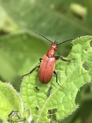 Rhyphonemognatha rufa