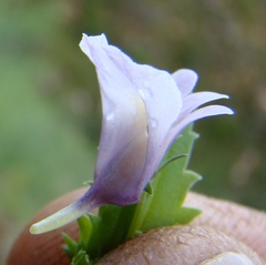 Nemesia macrocarpa
