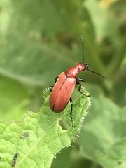 Rhyphonemognatha rufa