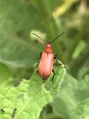 Rhyphonemognatha rufa