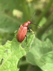 Rhyphonemognatha rufa