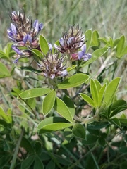 Pediomelum cuspidatum