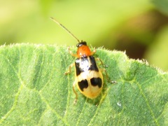 Diabrotica peruensis