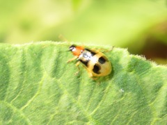 Diabrotica peruensis