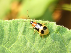 Diabrotica peruensis