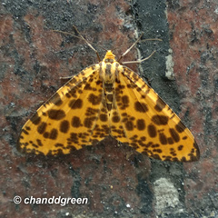 Epobeidia tigrata tigrata