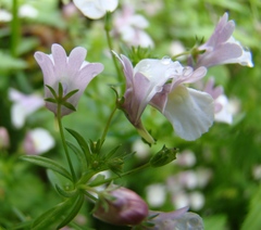 Nemesia macrocarpa