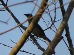 Turdus ignobilis debilis