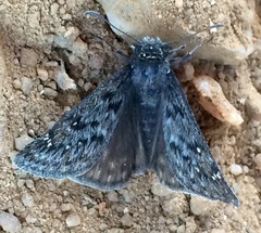 Erynnis propertius