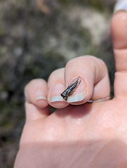 Drymopsalta daemeli
