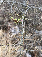 Larix laricina