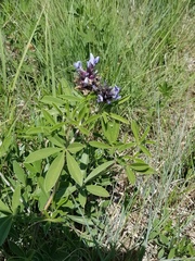 Pediomelum cuspidatum