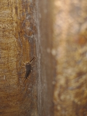 Ctenolepisma longicaudatum
