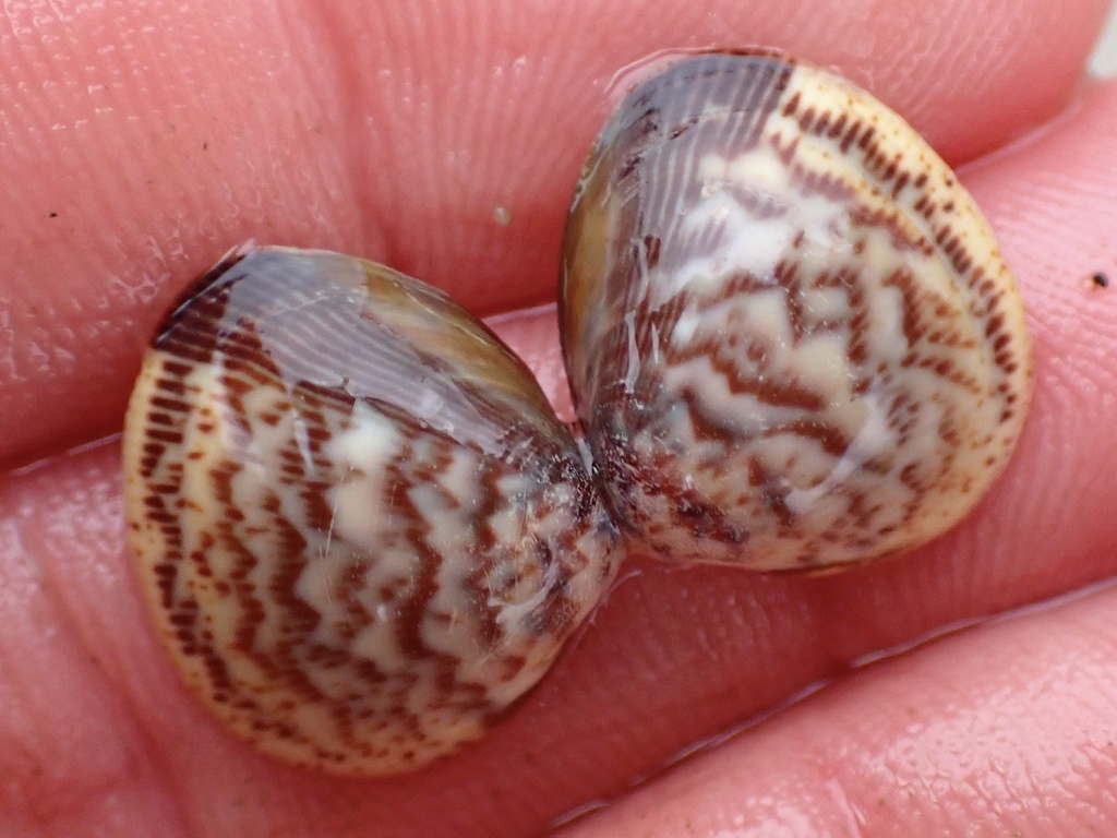 Pacific eggcockle