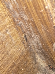 Ctenolepisma longicaudatum