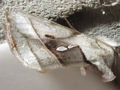 Macdunnoughia purissima