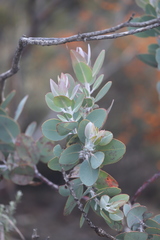 Eucalyptus pleurocarpa