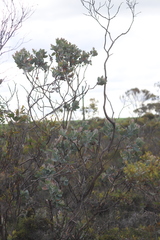 Eucalyptus pleurocarpa