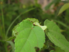 Desmogramma