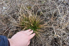 Carex tonsa