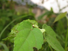Desmogramma
