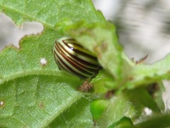 Desmogramma