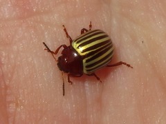 Desmogramma