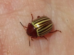 Desmogramma