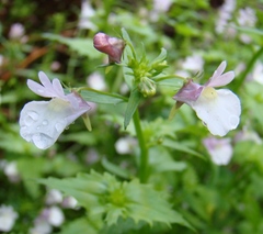 Nemesia macrocarpa