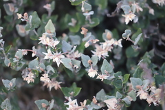 Lasiopetalum microcardium