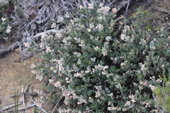 Lasiopetalum microcardium