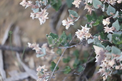 Lasiopetalum microcardium